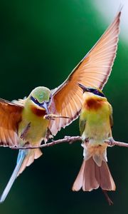 Preview wallpaper bee-eater, bird, couple, branch