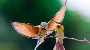 Preview wallpaper bee-eater, bird, couple, branch