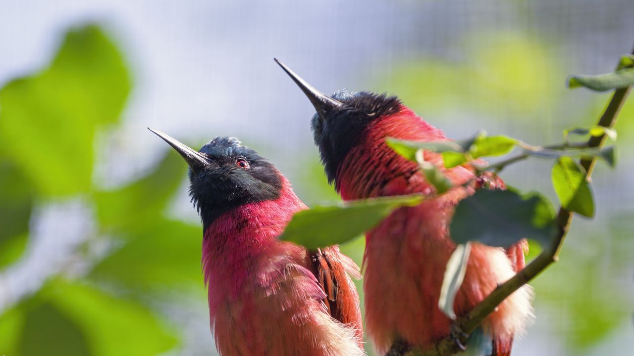 Wallpaper bee-eaters, birds, branch, wildlife