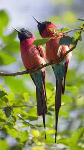 Preview wallpaper bee-eaters, birds, branch, wildlife