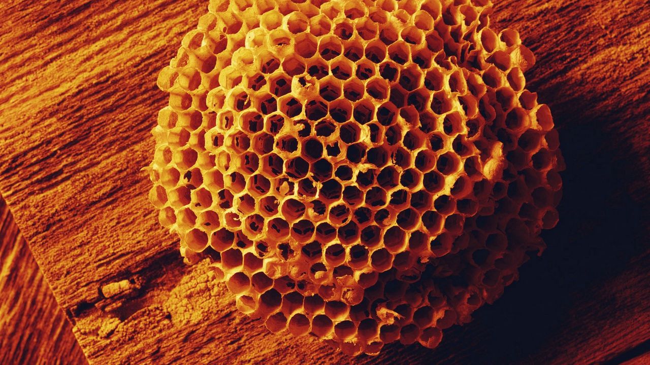 Wallpaper bees, combs, honey, shape, surface
