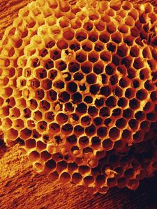 Preview wallpaper bees, combs, honey, shape, surface