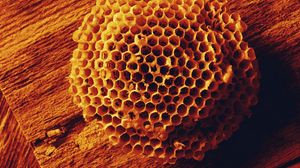 Preview wallpaper bees, combs, honey, shape, surface