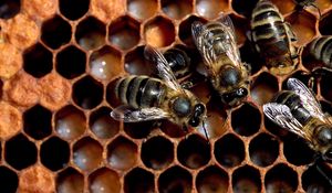 Preview wallpaper bees, combs, honey, flock