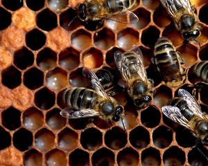Preview wallpaper bees, combs, honey, flock