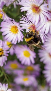 Preview wallpaper bees, flowers, field, garden