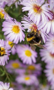 Preview wallpaper bees, flowers, field, garden