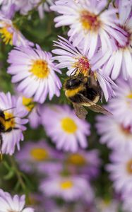 Preview wallpaper bees, flowers, field, garden