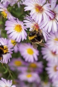 Preview wallpaper bees, flowers, field, garden