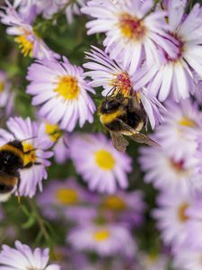 Preview wallpaper bees, flowers, field, garden