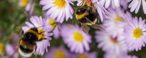 Preview wallpaper bees, flowers, field, garden