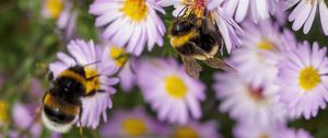 Preview wallpaper bees, flowers, field, garden