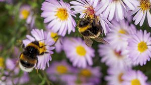 Preview wallpaper bees, flowers, field, garden