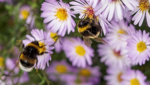 Preview wallpaper bees, flowers, field, garden