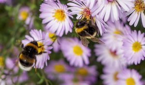 Preview wallpaper bees, flowers, field, garden