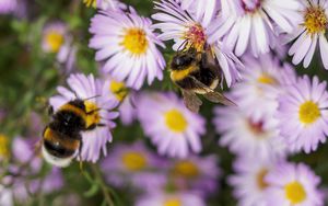 Preview wallpaper bees, flowers, field, garden