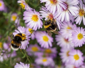 Preview wallpaper bees, flowers, field, garden