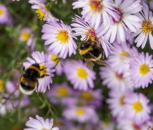 Preview wallpaper bees, flowers, field, garden