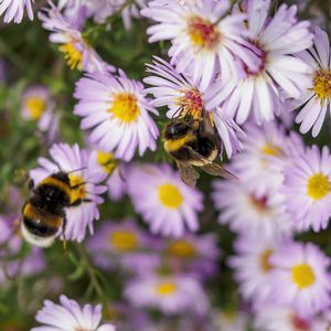 Preview wallpaper bees, flowers, field, garden
