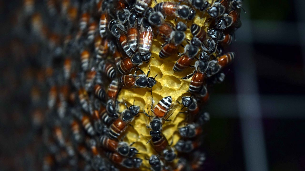 Wallpaper bees, honeycomb, honey, close-up