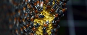Preview wallpaper bees, honeycomb, honey, close-up