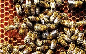 Preview wallpaper bees, honeycombs, swarm, insects, macro
