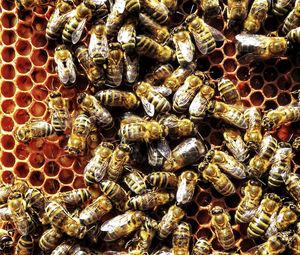Preview wallpaper bees, honeycombs, swarm, insects, macro