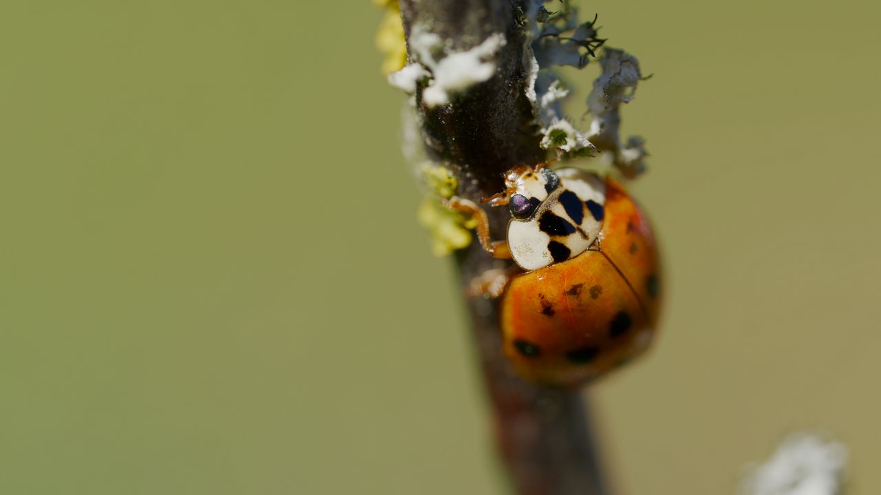 Wallpaper beetle, branch, glare, nature, macro