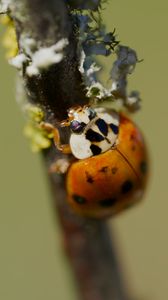Preview wallpaper beetle, branch, glare, nature, macro