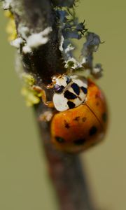 Preview wallpaper beetle, branch, glare, nature, macro