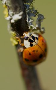 Preview wallpaper beetle, branch, glare, nature, macro