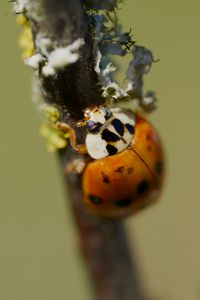 Preview wallpaper beetle, branch, glare, nature, macro