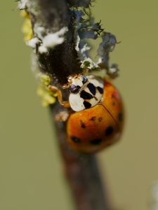 Preview wallpaper beetle, branch, glare, nature, macro