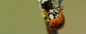Preview wallpaper beetle, branch, glare, nature, macro