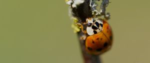 Preview wallpaper beetle, branch, glare, nature, macro