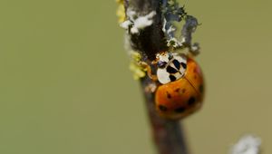 Preview wallpaper beetle, branch, glare, nature, macro