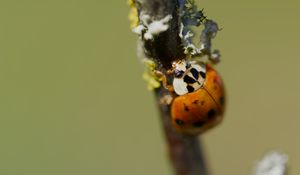 Preview wallpaper beetle, branch, glare, nature, macro