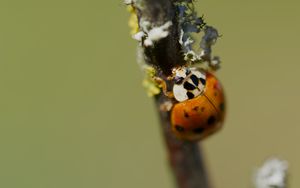 Preview wallpaper beetle, branch, glare, nature, macro