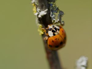 Preview wallpaper beetle, branch, glare, nature, macro