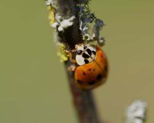 Preview wallpaper beetle, branch, glare, nature, macro
