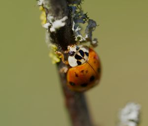 Preview wallpaper beetle, branch, glare, nature, macro