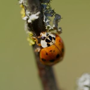 Preview wallpaper beetle, branch, glare, nature, macro