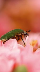 Preview wallpaper beetle, bug, flower, petals