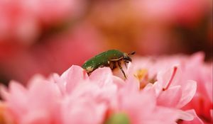 Preview wallpaper beetle, bug, flower, petals