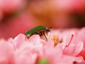 Preview wallpaper beetle, bug, flower, petals