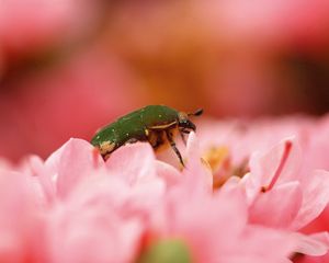 Preview wallpaper beetle, bug, flower, petals