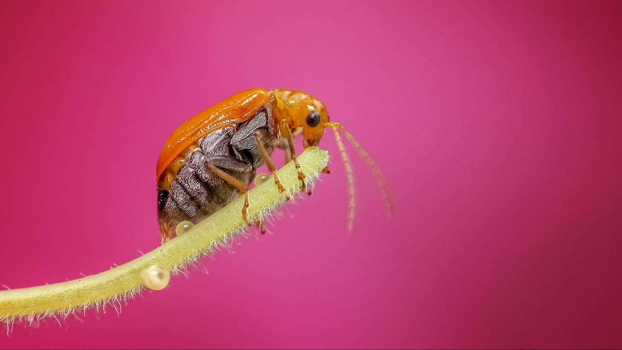 Wallpaper beetle, close-up, plant, drops