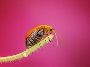 Preview wallpaper beetle, close-up, plant, drops