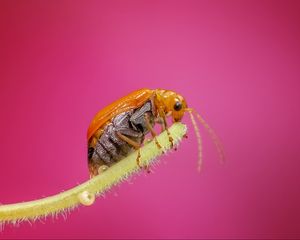 Preview wallpaper beetle, close-up, plant, drops