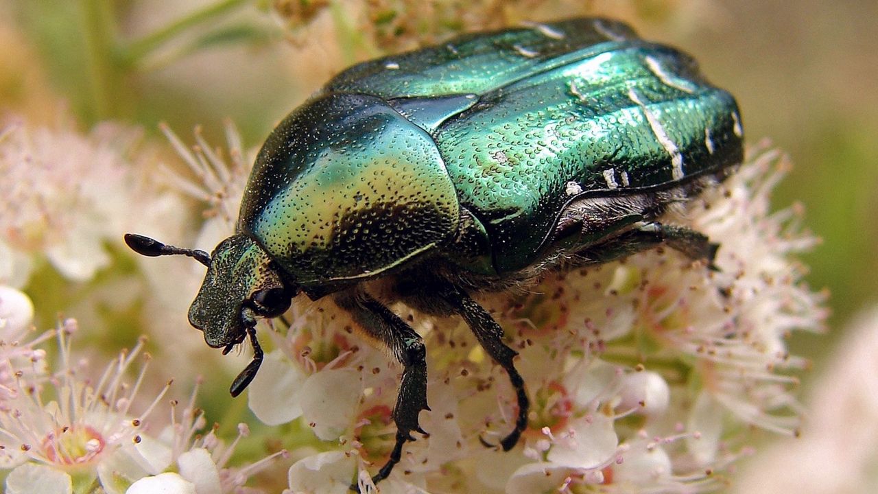 Wallpaper beetle, flower, insect